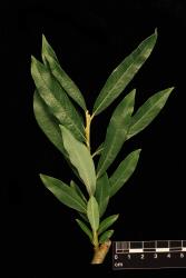 Salix viminalis. Foliage.
 Image: D. Glenny © Landcare Research 2020 CC BY 4.0